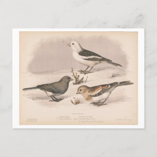 Vintage Illustration of Snowbirds Postcard