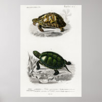 Vintage Illustration of the Tortoises/Turtles