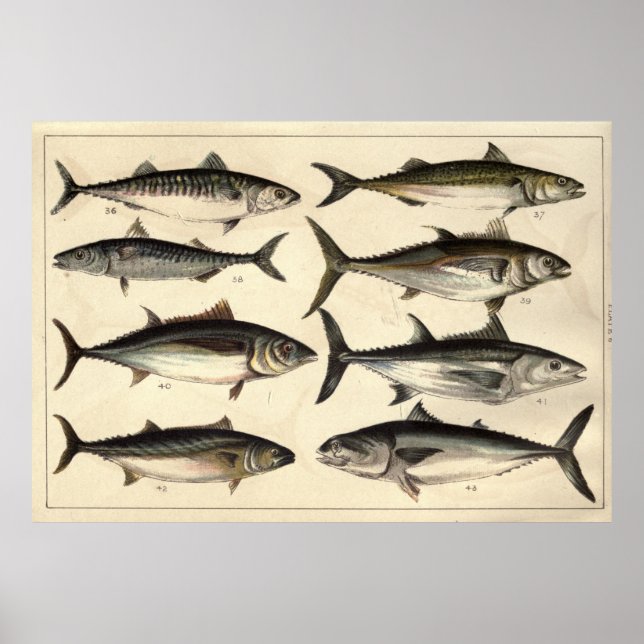 Vintage Illustration of Tunas, Mackerels & Bonitas Poster (Front)
