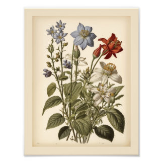 Vintage illustration of wildflowers photo print