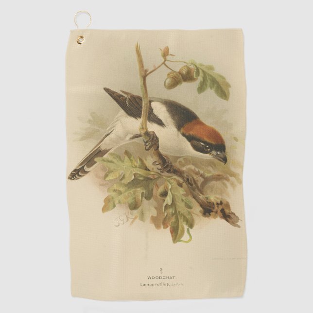 Vintage Illustration of Woodchat Shrike Golf Towel (Front)