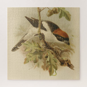 Vintage Illustration of Woodchat Shrike Jigsaw Puzzle