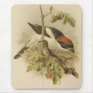 Vintage Illustration of Woodchat Shrike Mouse Mat