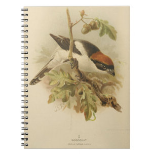Vintage Illustration of Woodchat Shrike Notebook