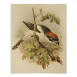 Vintage Illustration of Woodchat Shrike Poster