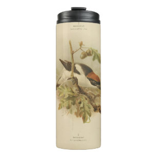 Vintage Illustration of Woodchat Shrike Thermal Tumbler