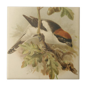 Vintage Illustration of Woodchat Shrike Tile