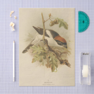 Vintage Illustration of Woodchat Shrike Tissue Paper