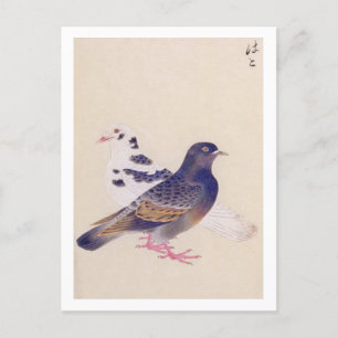 Vintage illustration: Pigeon Postcard