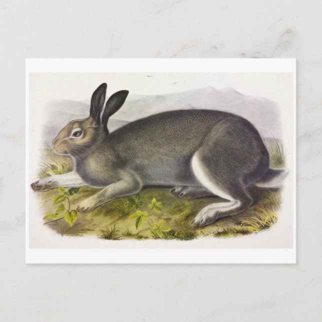 Vintage Illustration Postcard (Front)