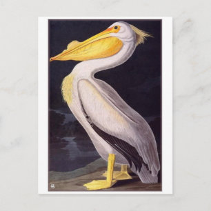 Vintage Illustration Postcard