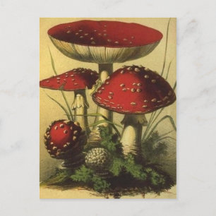 Vintage Illustration Postcard