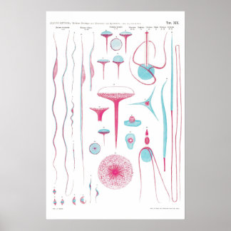 Vintage Illustration Poster