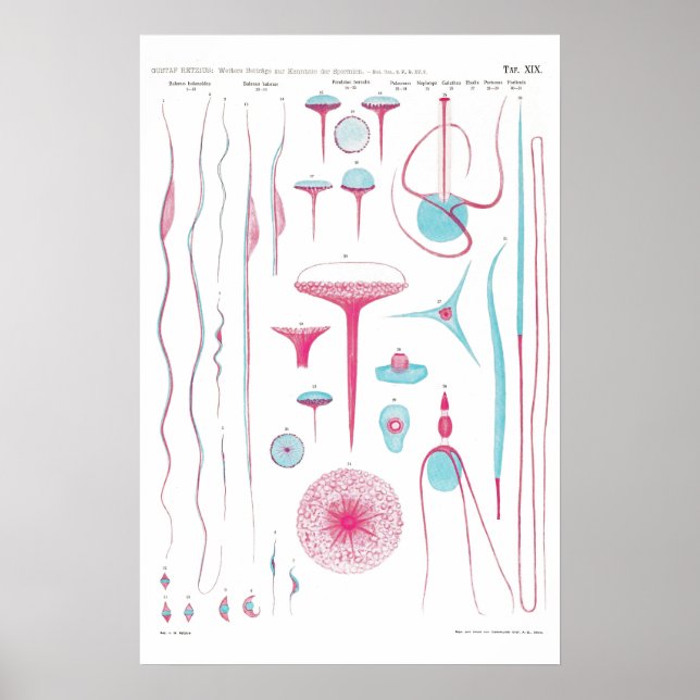 Vintage Illustration Poster (Front)