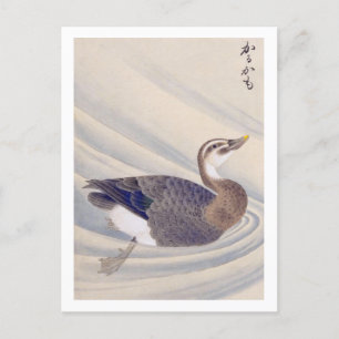 Vintage illustration: Spot-billed duck Postcard