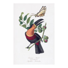 Vintage illustration toucan bird wall art