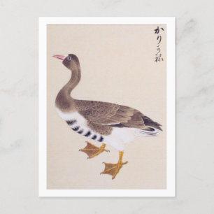 Vintage illustration: Wild goose Postcard