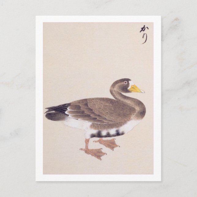 Vintage illustration: Wild goose Postcard (Front)