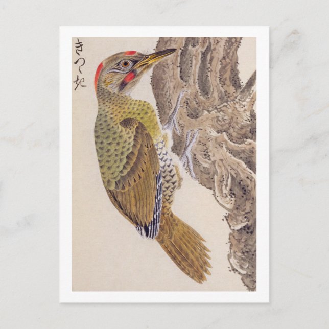 Vintage illustration: Woodpecker Postcard (Front)