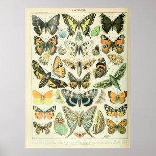 Vintage Illustrations Butterflies Poster