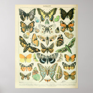 Vintage Illustrations Butterflies Poster