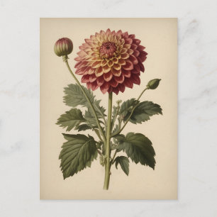 Vintage Ilustration of a Dahlia Postcard