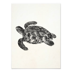 Vintage Imbricated Sea Turtle - Turtles Template Photo Print