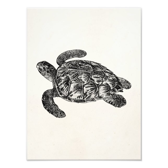 Vintage Imbricated Sea Turtle - Turtles Template Photo Print (Front)