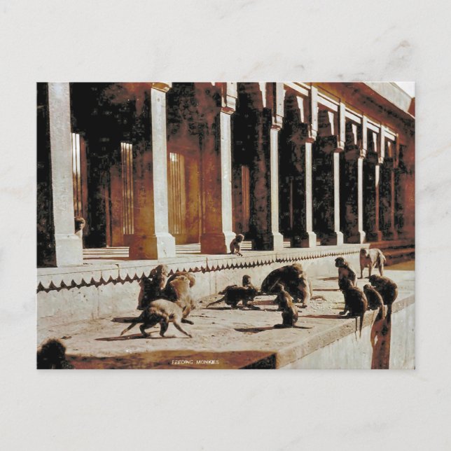Vintage India, Monkey temple Postcard (Front)