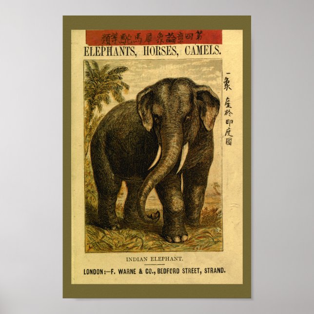 Vintage Indian Elephant Natural History Print (Front)