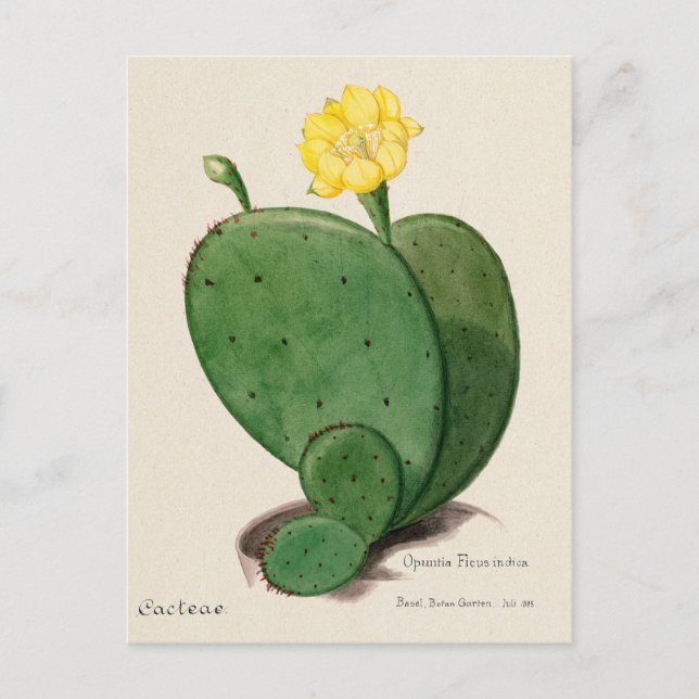 Vintage Indian Fig Opuntia Cactus Illustration Postcard (Front)