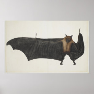 Vintage Indian Fruit Bat Illustration (1782) Poster