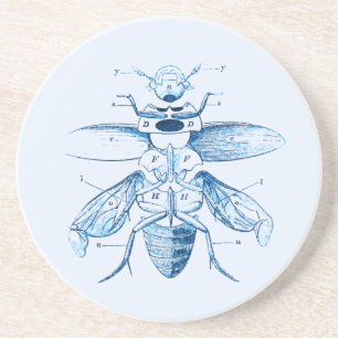 Vintage Insect Entomology Beetles Blue Coaster