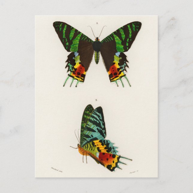 Vintage Insect Illustration Postcard (Front)