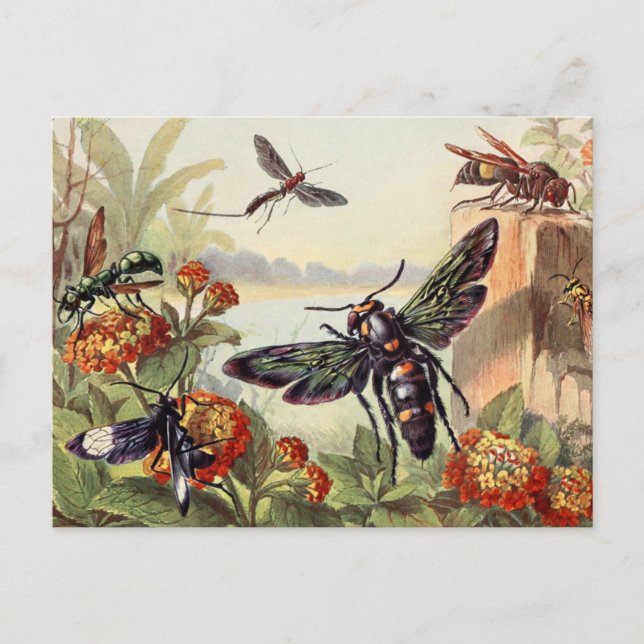 Vintage Insect Illustration Postcard (Front)