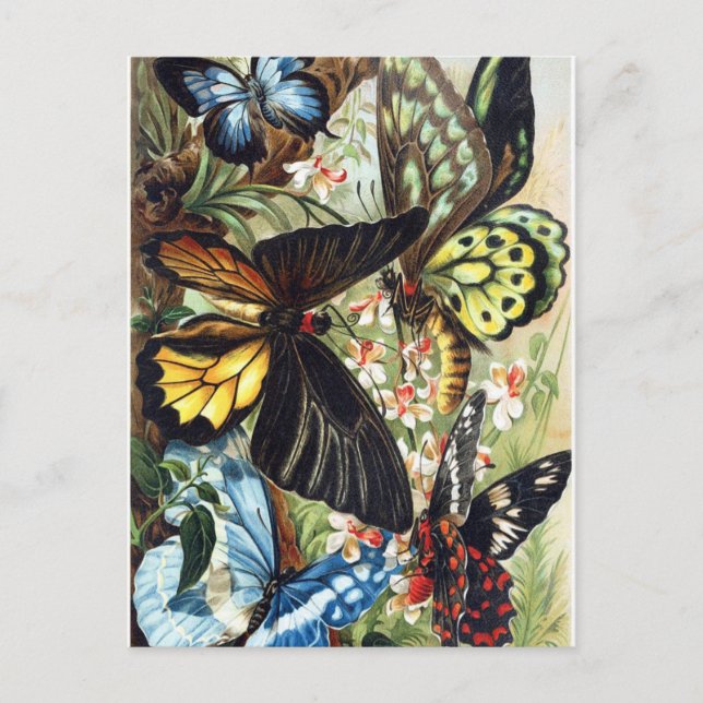 Vintage Insect Illustration Postcard (Front)