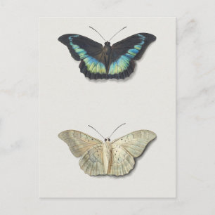 Vintage Insect Illustration Postcard