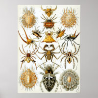 Vintage Insect Illustration