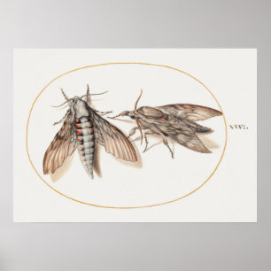 Vintage Insect Illustration Poster
