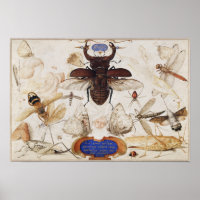 Vintage Insect Illustration Poster