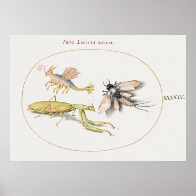 Vintage Insect Illustration Poster (Front)