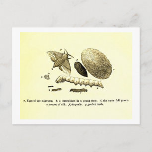Vintage Insect Image   Silkworm   Moth Postcard