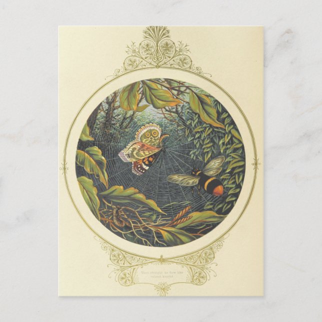 Vintage Insect Postcard (Front)