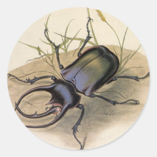 Vintage Insects and Bugs, Rhino Rhinoceros Beetle Classic Round Sticker