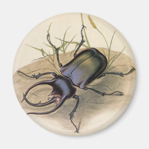 Vintage Insects and Bugs, Rhino Rhinoceros Beetle Magnet