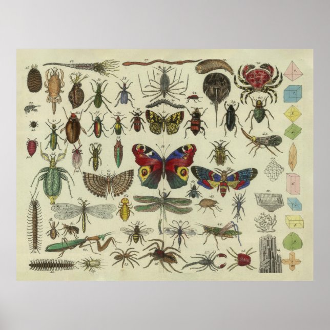 Vintage Insects Diagram Illustration (1834) Poster (Front)
