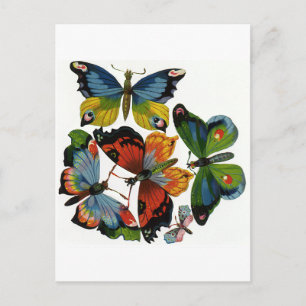 Vintage Insects or Bugs, Beautiful Butterflies Postcard