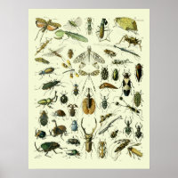 Vintage Insects