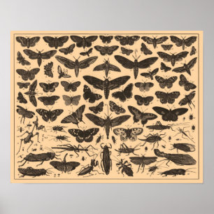 Vintage Insects Poster