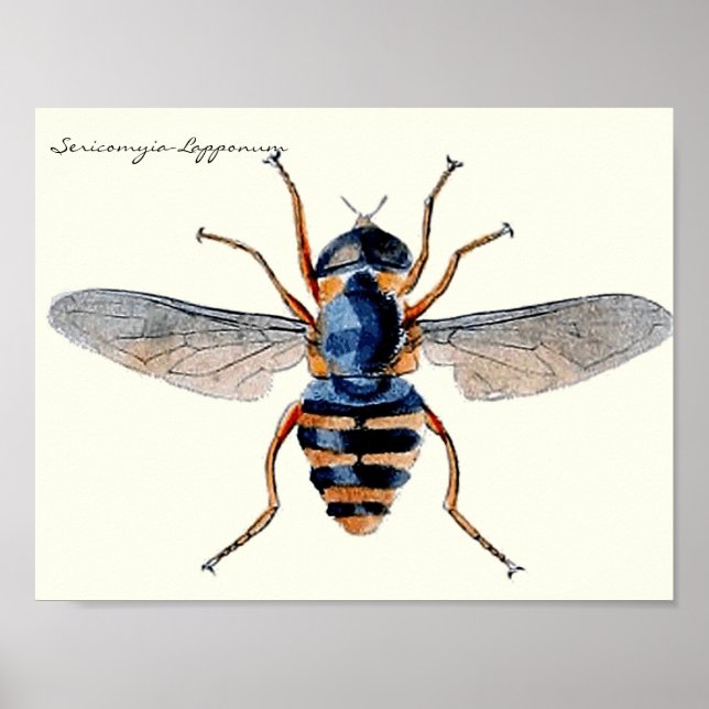 Vintage Insects Scientific Entomology Fly Poster (Front)